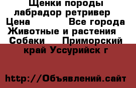 Щенки породы лабрадор ретривер › Цена ­ 8 000 - Все города Животные и растения » Собаки   . Приморский край,Уссурийск г.